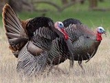 Healthy Eating: Thank Goodness for Turkeys