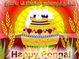 Happy Pongal - Makara Sankaranthi