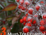 3 Must-Try Essential Oil Diffuser Blends for The Holidays