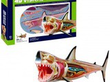4D Great White Shark Model $23.92