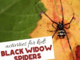 All About Black Widow Spiders