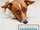 Are Essential Oils Safe for Dogs