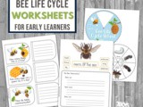 Bee Life Cycle Worksheets