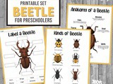 Beetle Activity Set Worksheets