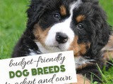 Best Dogs for Your Budget