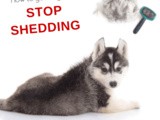 How to Put a Stop to Shedding in Dogs