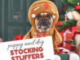 Stocking Stuffer Ideas for Dogs