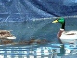 Ducks in the pool