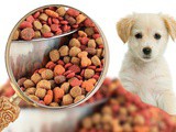 Seven Secrets To Choosing a Safe, Healthy Pet Food