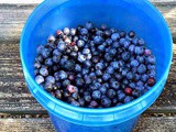 Seven Tips for Picking Blueberries and How To Store Them