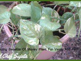 Amazing Benefits Of Money Plant For Vastu And Finance
