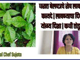 Bel Patra Tree Benefits, Day & Direction Complete Information In Marathi