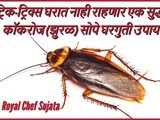 How to get rid of cockroaches In Marathi