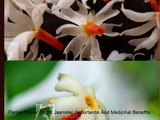 Parijat Flower (Night Jasmine) Importance And Medicinal Benefits In Marathi