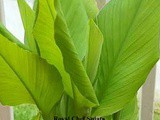 Vastu Tips: Benefits Of Planting Haldi (turmeric) Plants at Home In Marathi