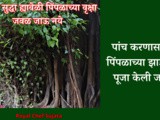 Why We Are Doing Everyday Peepal Tree Puja In Marathi