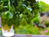 Coriander cilantro pesto recipe
