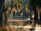 Down on the bayou