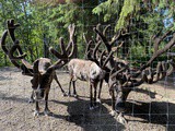 Fairbanks, ak