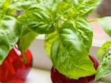 A Recipe for Basil Lovers: How to Propagate Basil … For Pennies