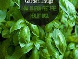 How to Grow Pest-Free, Healthy Basil