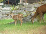 2012 Fawn growing fast, eating all my flowers and bushes