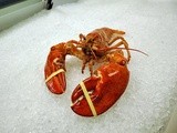 Rare bright red lobster looks cooked but it still lives