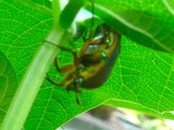 Monster Bug in the Pole Bean Patch!!  eeekkkkk
