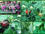Our July Garden