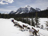 Kingmik Dog Sled Tours – Where we have been hiding for the past year
