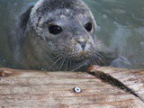 Seal Pup Rescue – Week 1 update, Sealie at Slakki