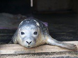 Seal Pup Rescue – Week 2 update. It’s a girl