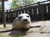 Seal Pup Rescue – Week 5 Update. She’s getting fat