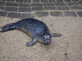 Seal Pup Rescue, Week 7 Update. Introduction to fish