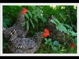 My Girls (yes, i do know they are chickens)