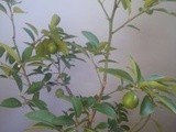 Overwintering Key Lime/Limequat Tree