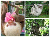 Costa Rica Diary: Animals of Costa Rica