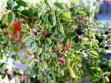 The Czech Love Affair with Marjoram