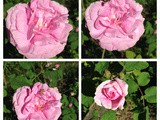 Rose Petal Jam