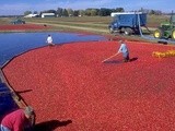 Wisconsin Cranberry Season