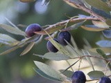 Olives:  My first forray into the unknown