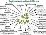 Moringa Oleifera - Miracle Plant