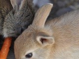 Saying goodbye to baby rabbits