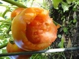 Man Versus Bird: Growing Tomatoes In Houston