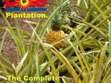Dole: The Complete Pineapple Experience