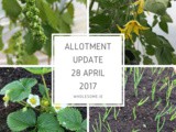 Blog & Allotment Update 28 April 2017