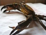Crab Cioppino