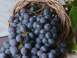 Italian Concord Grape Recipes and Their Forbidden Role in Winemaking